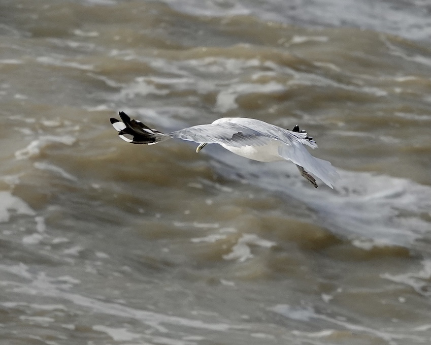 common gull